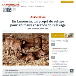En Limousin, un projet de refuge pour animaux rescapés de l'élevage