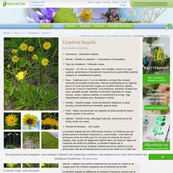 Liondent hispide, Leontodon hispidus - Fleurs - NatureGate