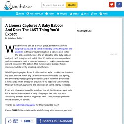 A Lioness Captures A Baby Baboon And Does The LAST Thing You'd Expect : LittleBudha.com