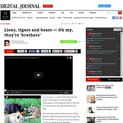 Lions, tigers and bears — Oh my, they're 'brothers'