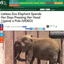 Listless Zoo Elephant Spends Her Days Pressing Her Head Against a Pole (VIDEO) - One Green Planet