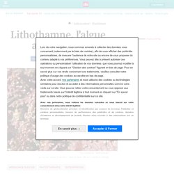 Lithothamne, l'algue anti-acidité