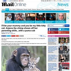 I'll be your mummy and you be my little kitty cat: Anjana the chimp shows off her parenting skills...with a puma cub