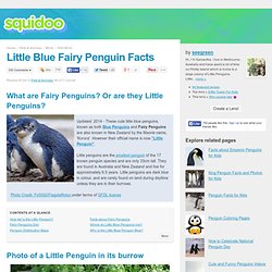 Little Blue Fairy Penguins