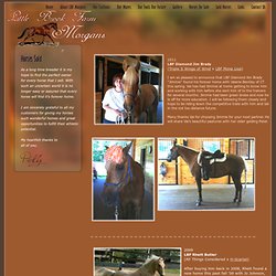 Little Brook Farm Morgans - Morgan Horses Sold
