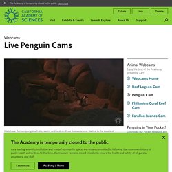 Penguin Cams