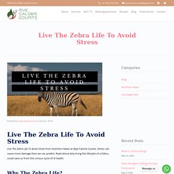 Live The Zebra Life To Avoid Stress