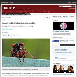 Long-lived insects raise prime riddle