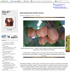 Выращиваем КИВИ дома. Обсуждение на LiveInternet - Российский Сервис Онлайн-Дневников