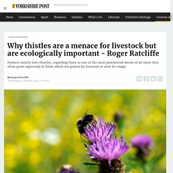 yorkshirepost_co_uk 17/07/19 Why thistles are a menace for livestock but are ecologically important - Roger Ratcliffe