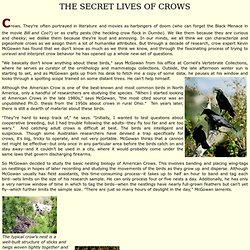Living Bird - The Secret Lives of Crows