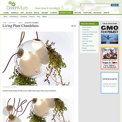 Living Plant Chandeliers