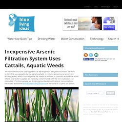 Inexpensive Arsenic Filtration System Uses Cattails, Aquatic Weeds – Blue Living Ideas