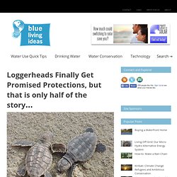 Loggerheads Finally Get Promised Protections, but that is only half of the story…