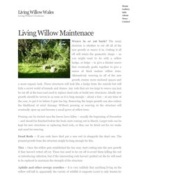 Living Willow Wales » Living Willow Maintenace