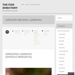 Lizardfish « The Fish Directory