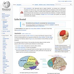 Lobe frontal