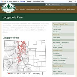 Lodgepole Pine - Colorado State Forest Service
