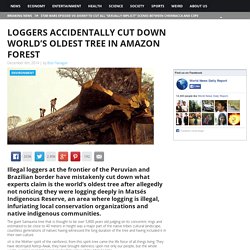 Loggers Accidentally Cut Down World’s Oldest Tree in Amazon Forest World News Daily Report