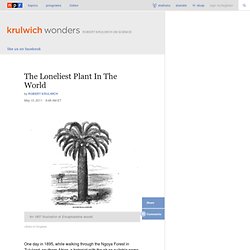 The Loneliest Plant In The World : Krulwich Wonders…