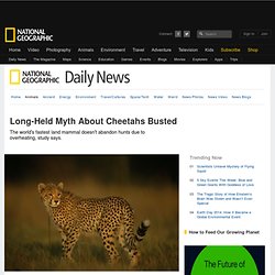 Long-Held Myth About Cheetahs Busted