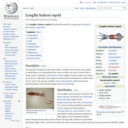 Longfin inshore squid - Wikipedia