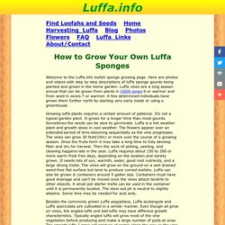 Luffa.info - Luffa/Loofah/Luffah/Loofa/Loufa/Luff Sponge Gourd Growing and Use Information