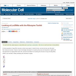 Looking at LncRNAs with the Ribozyme Toolkit: Molecular Cell