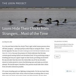 Loons Hide Their Chicks from Strangers….Most of the Time – The Loon Project