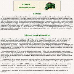 PEYOTE Lophophora Williamsii (Artículo sobre el peyote: el cactus mexicano enteógeno)