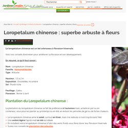 Loropetalum, loropétale : plantation, taille et entretien