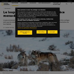 Le loup gris est-il toujours une espèce menacée ?