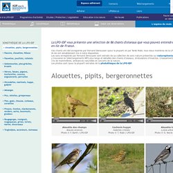 La Ligue pour la Protection des Oiseaux d'Île-de-France vous présente sa sonothèque...
