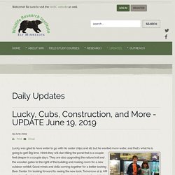 Lucky, Cubs, Construction, and More - UPDATE June 19, 2019