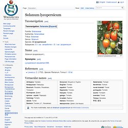 Solanum lycopersicum