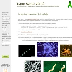 Lyme-Bactérie Borrelia