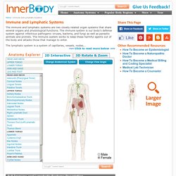 Immune and Lymphatic Systems – Anatomy Pictures and Information