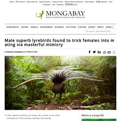 Male superb lyrebirds found to trick females into mating via masterful mimicry