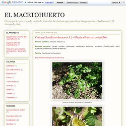 EL MACETOHUERTO: Cerraja (Sonchus oleraceus L.) - Planta silvestre comestible