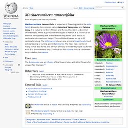 Machaeranthera tanacetifolia