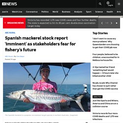 Spanish mackerel stock report 'imminent' as stakeholders fear for fishery's future