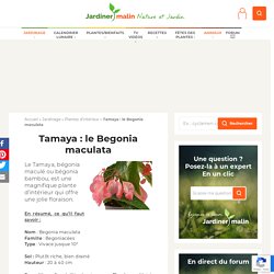Tamaya (bégonia maculata) : tous les conseils d'entretien