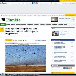 Madagascar frappée par une invasion massive de criquets migrateurs