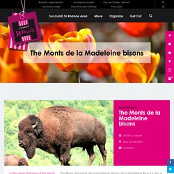 The Monts de la Madeleine bisons
