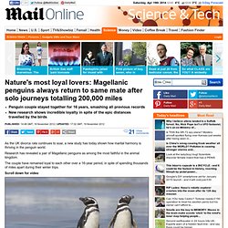 Magellanic penguins always return to same mate after solo journeys totalling 200,000 miles
