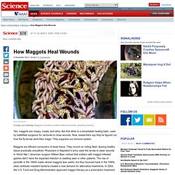 How Maggots Heal Wounds