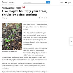 Like magic: Multiply your trees, shrubs by using cuttings