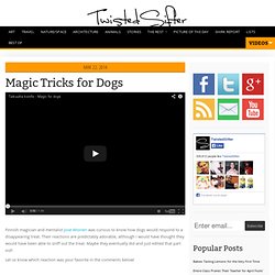 Magic Tricks for Dogs