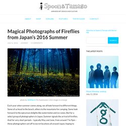 Magical Photographs of Fireflies from Japan’s 2016 Summer