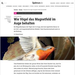 Magnetsinn bei Vögeln: Navigieren mittels Quanteneffekt